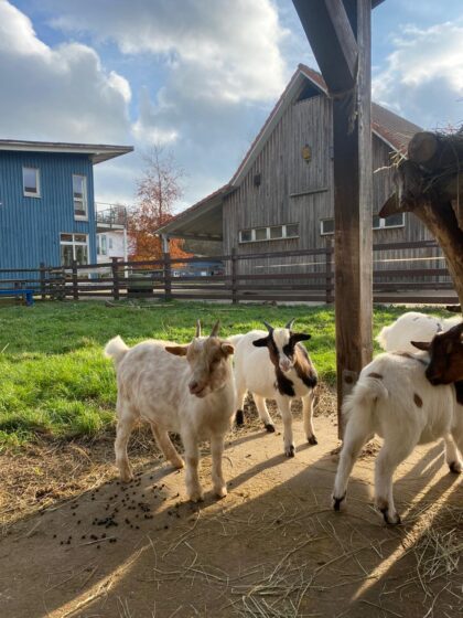 2a853cfc-b018-431d-bda3-1f765cdb3746