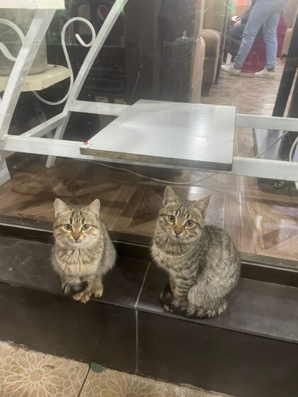 39c69d69-4c3b-40f4-af68-436b5578dc0f