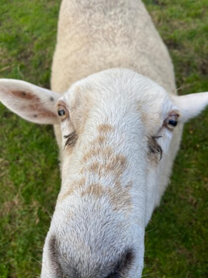 8b3e55e2-52e5-452a-af51-ac1bd40c706d