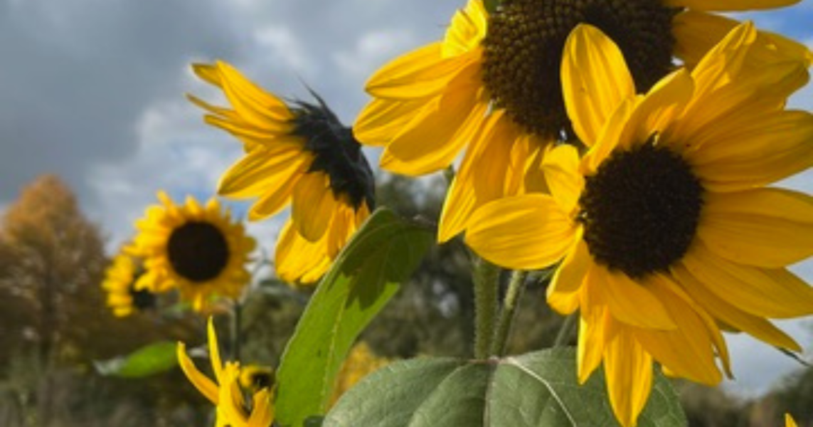 Daniel in Bremen – 1st Report